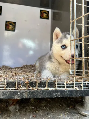 1-3 months Male Purebred Maltese