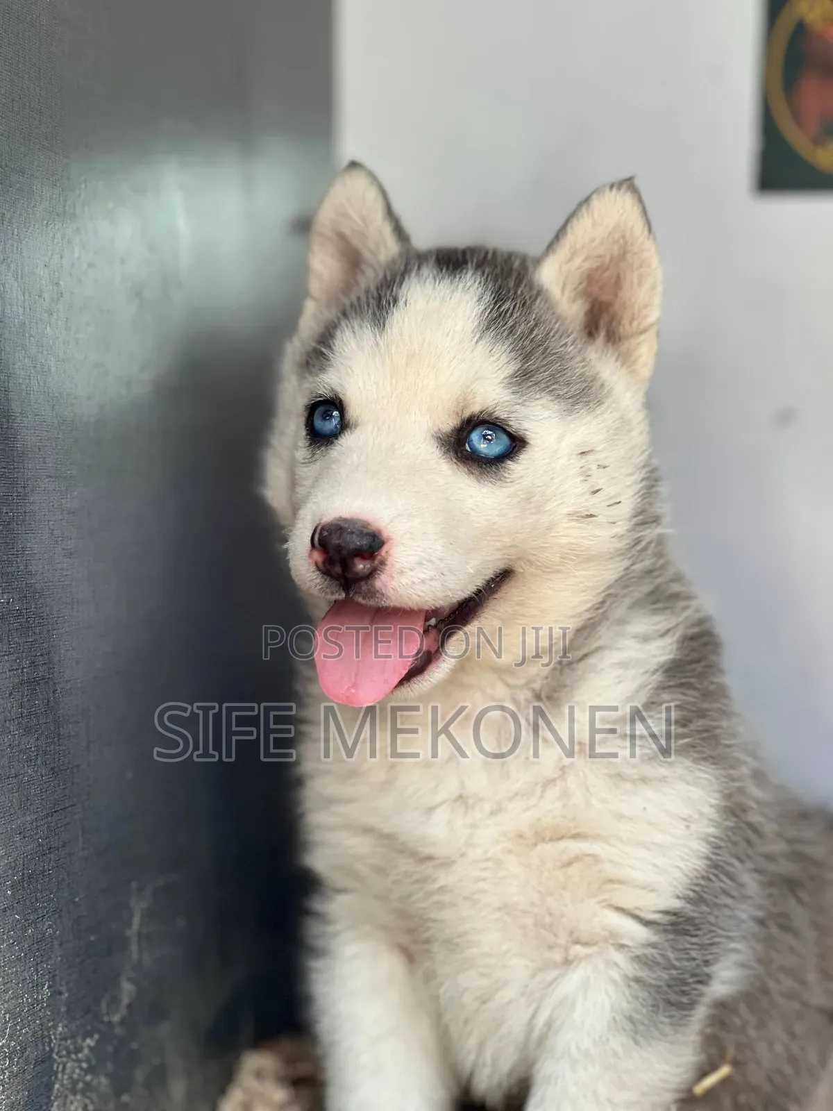 1-3 months Male Purebred Maltese