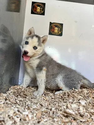 1-3 months Male Purebred Maltese