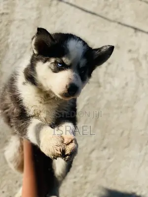 1-3 months Male Purebred Siberian Husky