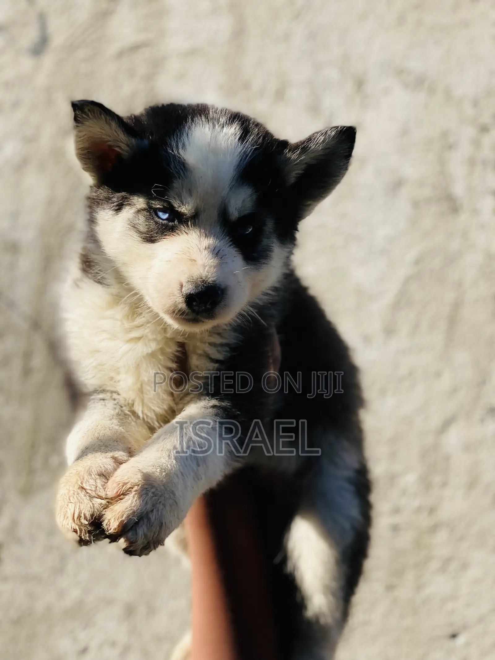1-3 months Male Purebred Siberian Husky