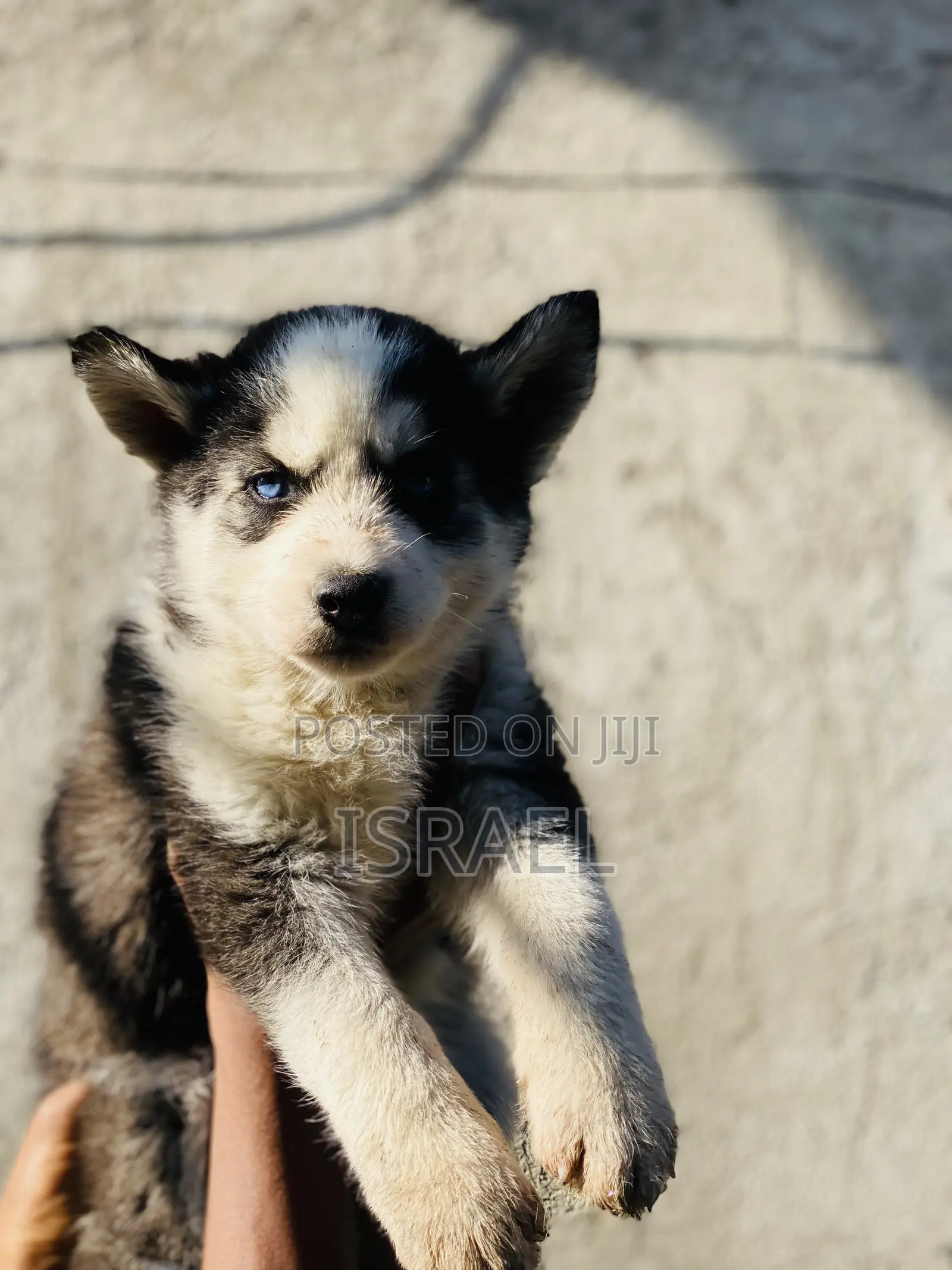 1-3 months Male Purebred Siberian Husky