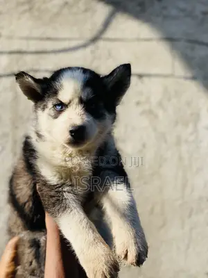 1-3 months Male Purebred Siberian Husky