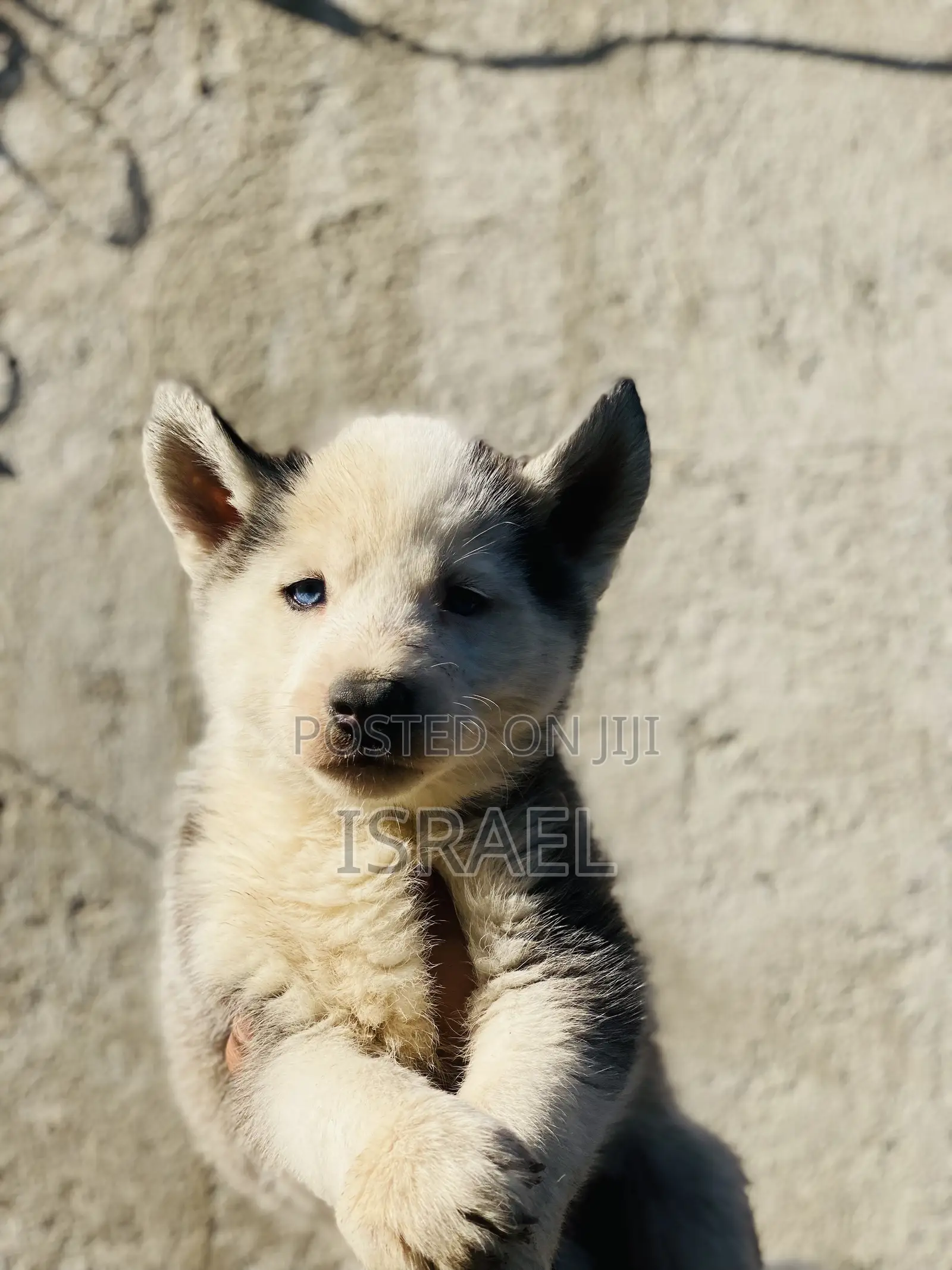 1-3 months Male Purebred Siberian Husky