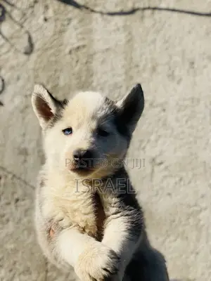 1-3 months Male Purebred Siberian Husky