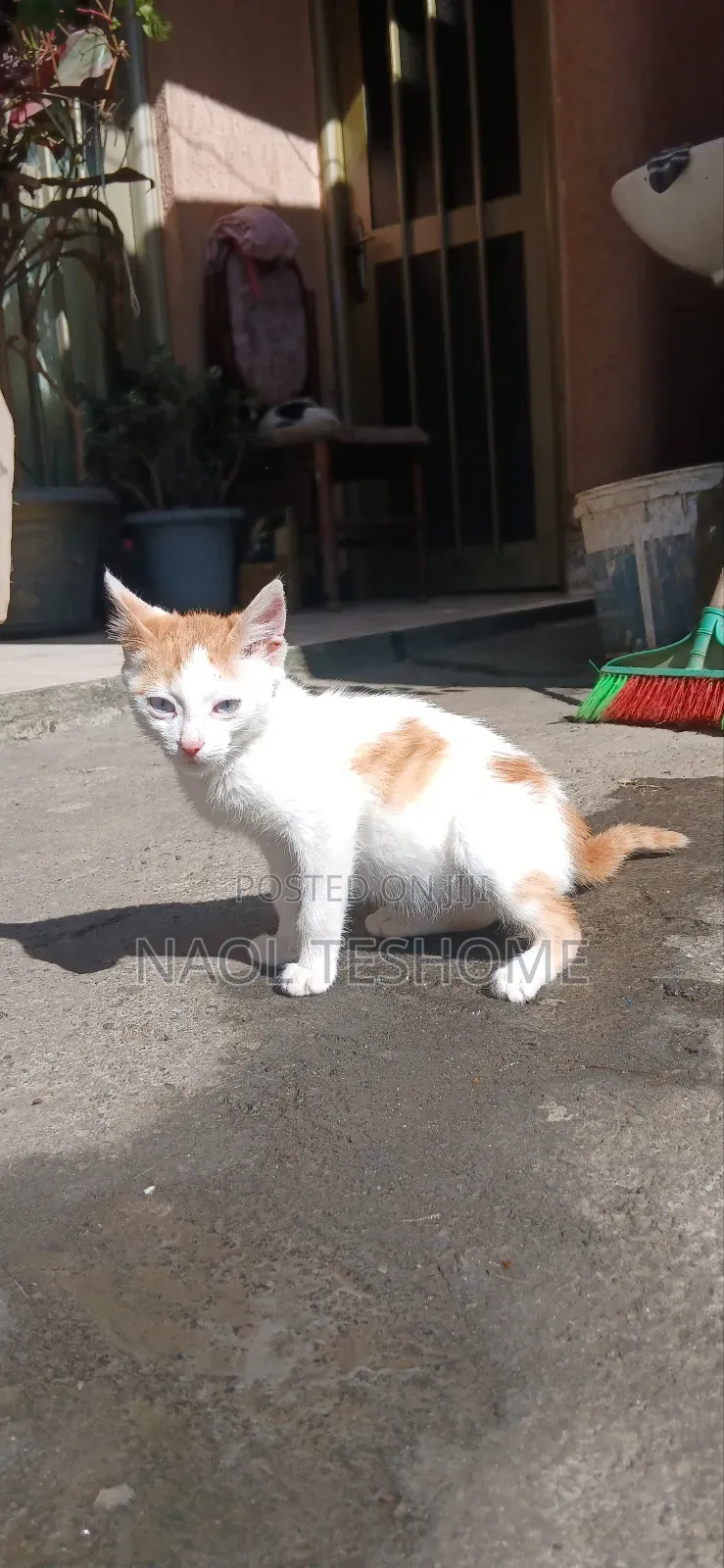 3-6 months Female Purebred Abyssinian