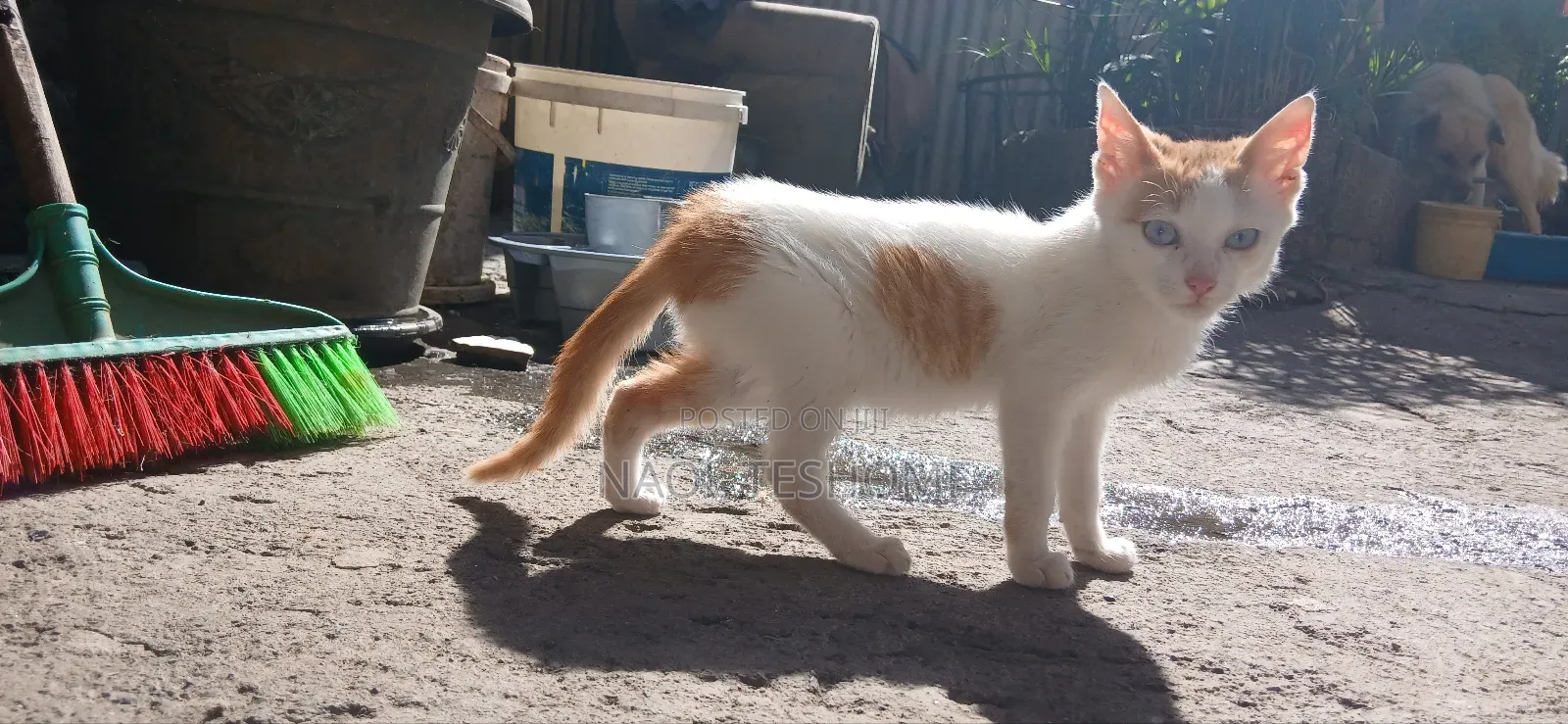 3-6 months Female Purebred Abyssinian