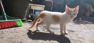 3-6 months Female Purebred Abyssinian