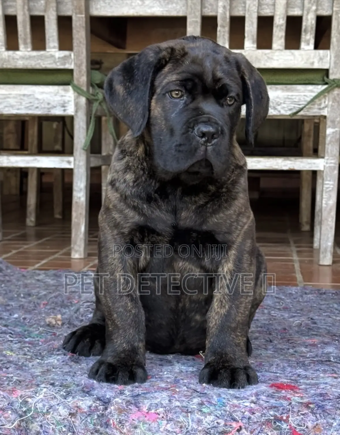 1-3 months Male Purebred Cane Corso