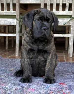Photo - 1-3 months Male Purebred Cane Corso