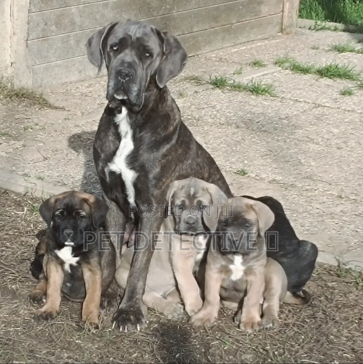 1-3 months Male Purebred Cane Corso