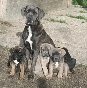 Photo - 1-3 months Male Purebred Cane Corso