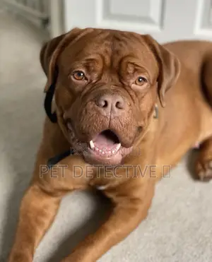 Photo - 1-3 months Male Purebred Cane Corso