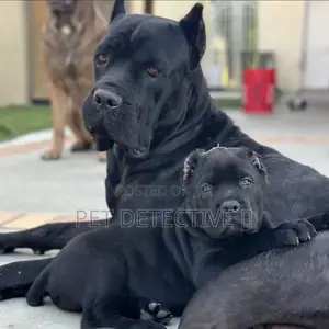 Photo - 1-3 months Male Purebred Cane Corso
