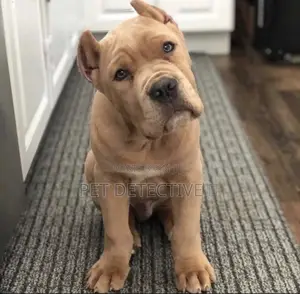 Photo - 1-3 months Male Purebred Cane Corso