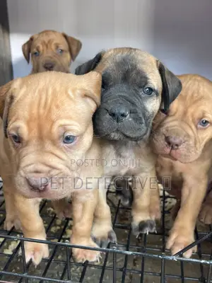Photo - 1-3 months Male Purebred Cane Corso