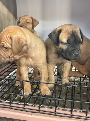 Photo - 1-3 months Male Purebred Boerboel