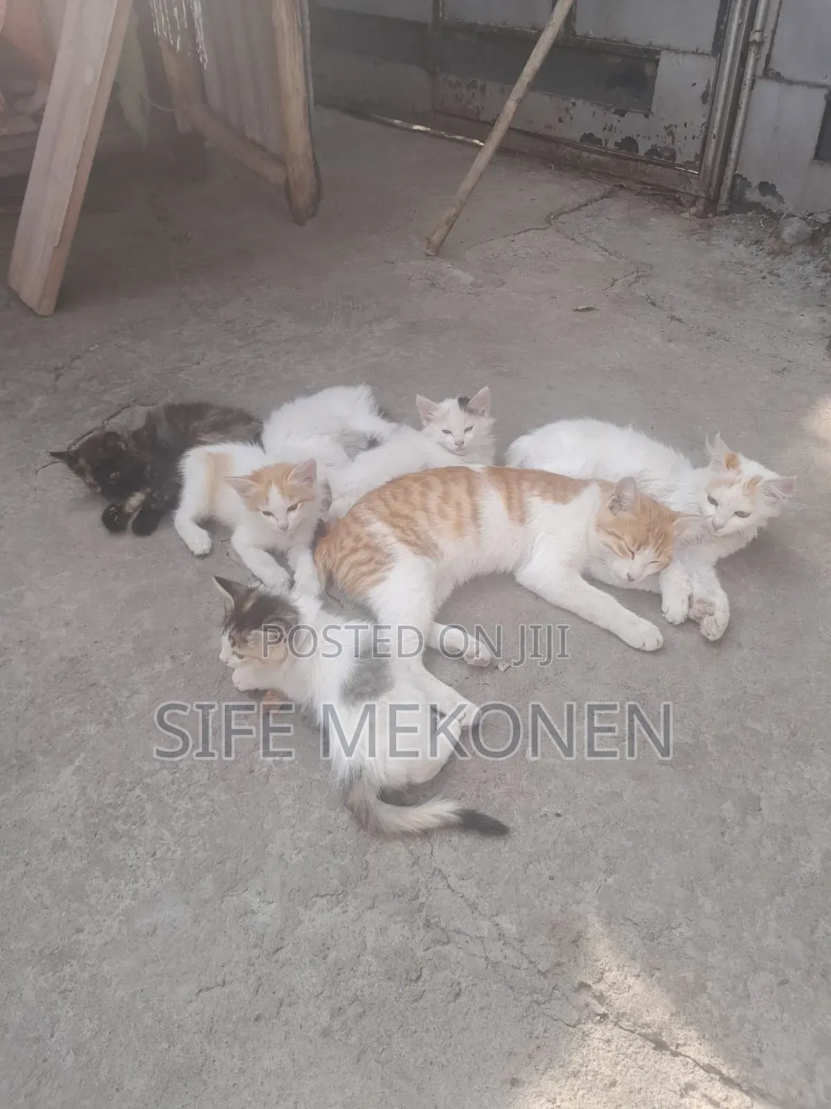 1-3 months Female Purebred Abyssinian