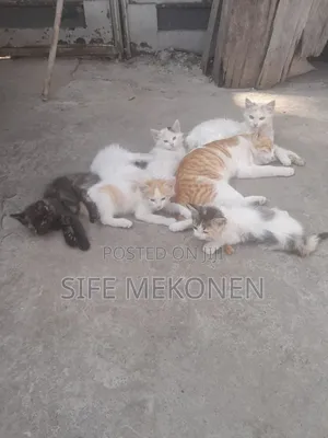 Photo - 1-3 months Female Purebred Abyssinian