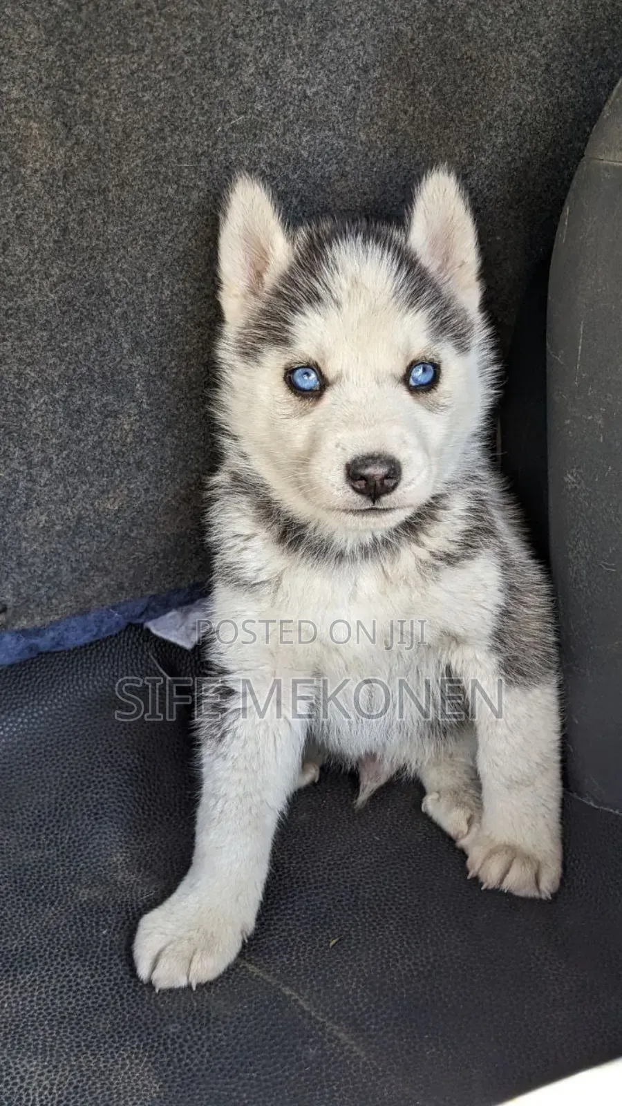 1-3 months Male Purebred Siberian Husky