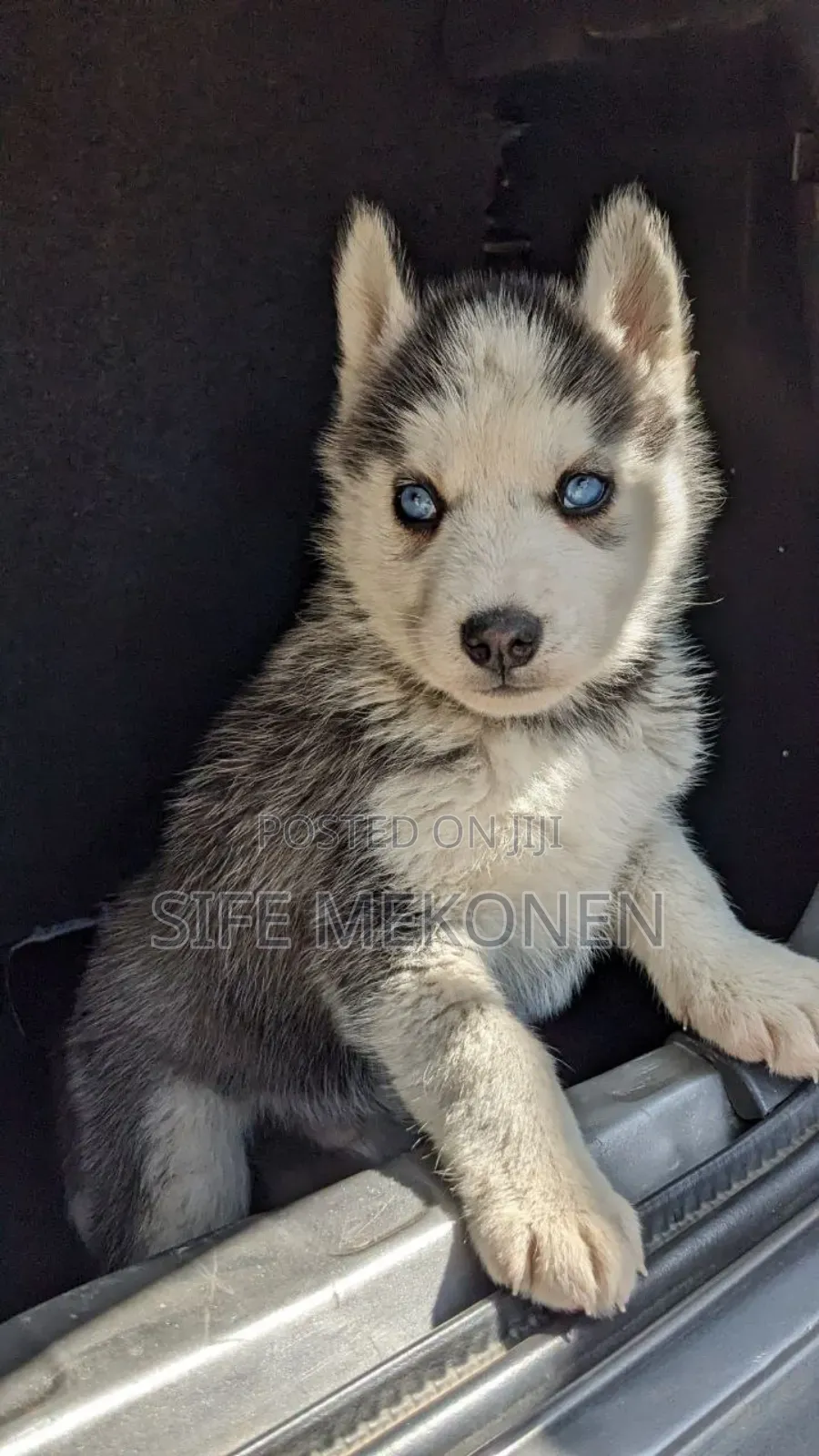 1-3 months Male Purebred Siberian Husky