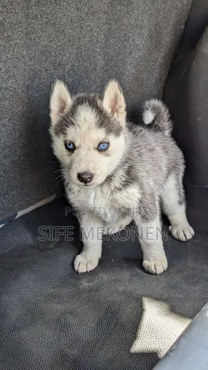 Photo - 1-3 months Male Purebred Siberian Husky