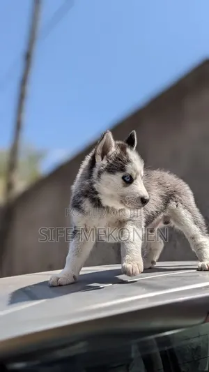 1-3 months Male Purebred Siberian Husky