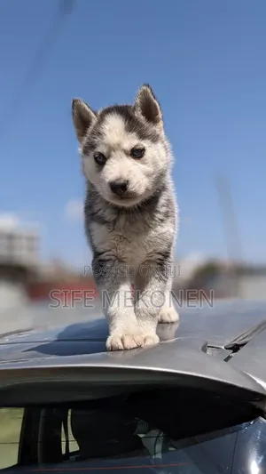 1-3 months Male Purebred Siberian Husky
