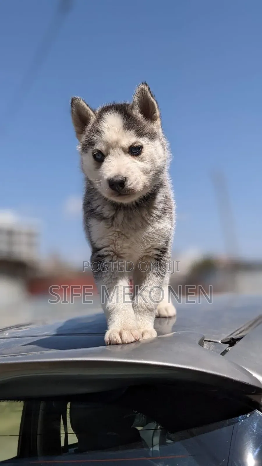 1-3 months Male Purebred Siberian Husky