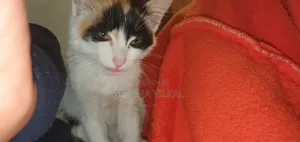 Photo - 1-3 months Female Purebred Cat