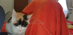 1-3 months Female Purebred Cat