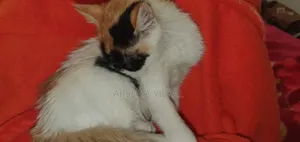 1-3 months Female Purebred Cat