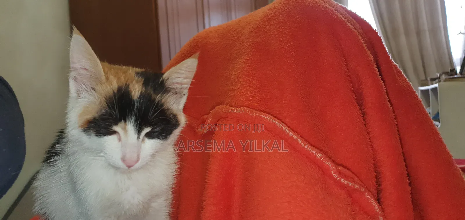 1-3 months Female Purebred Cat