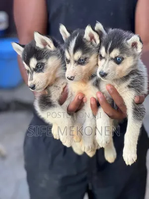 Photo - 1-3 months Male Purebred Siberian Husky