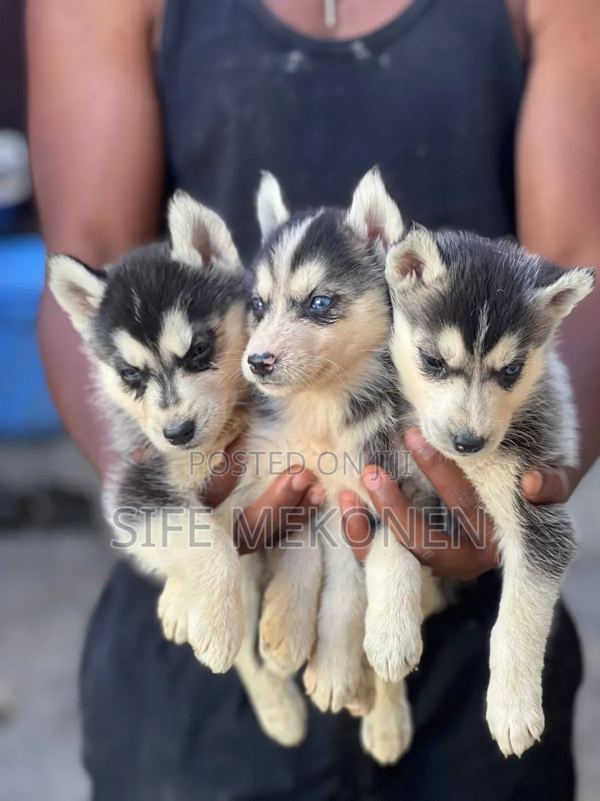 1-3 months Male Purebred Siberian Husky