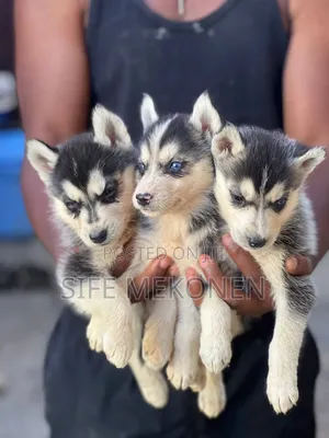 1-3 months Male Purebred Siberian Husky