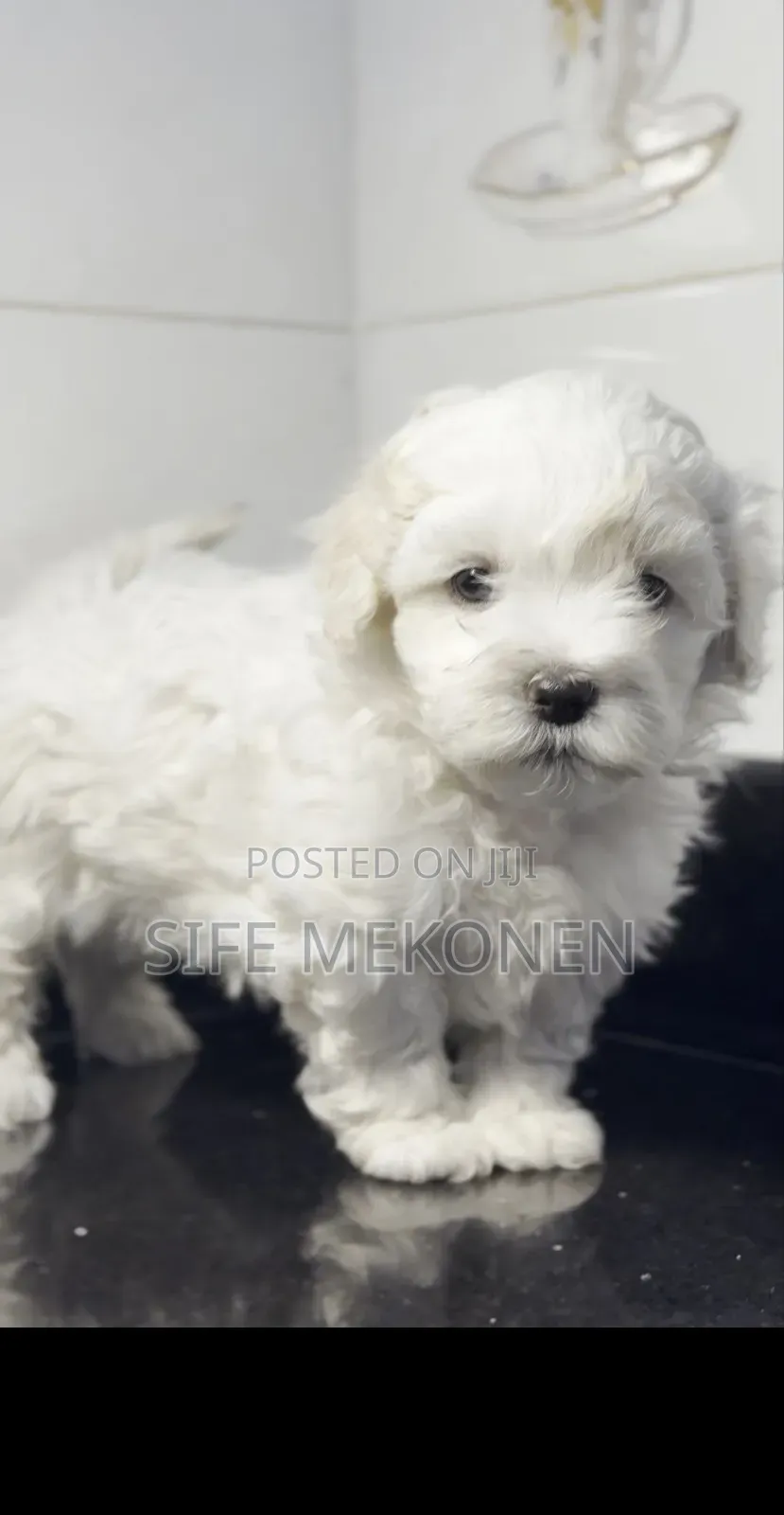 1-3 months Male Purebred Maltese