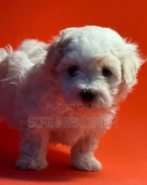 Photo - 1-3 months Male Purebred Maltese