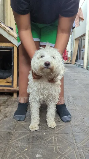 Photo - 6-12 months Female Purebred Maltese