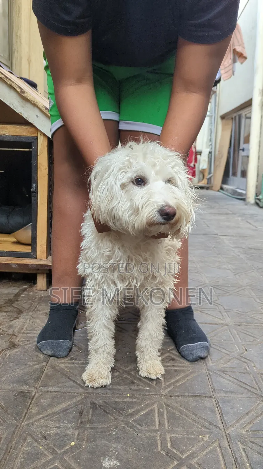 6-12 months Female Purebred Maltese