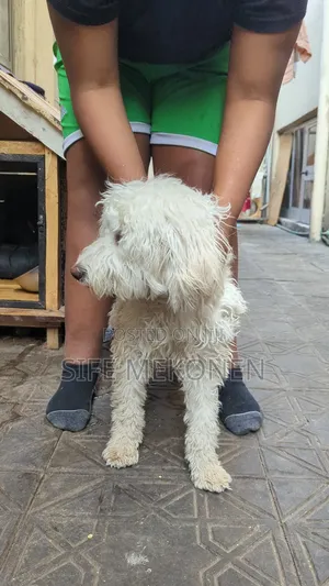 6-12 months Female Purebred Maltese