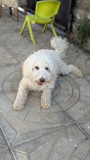 Photo - 1-3 months Female Purebred Maltese