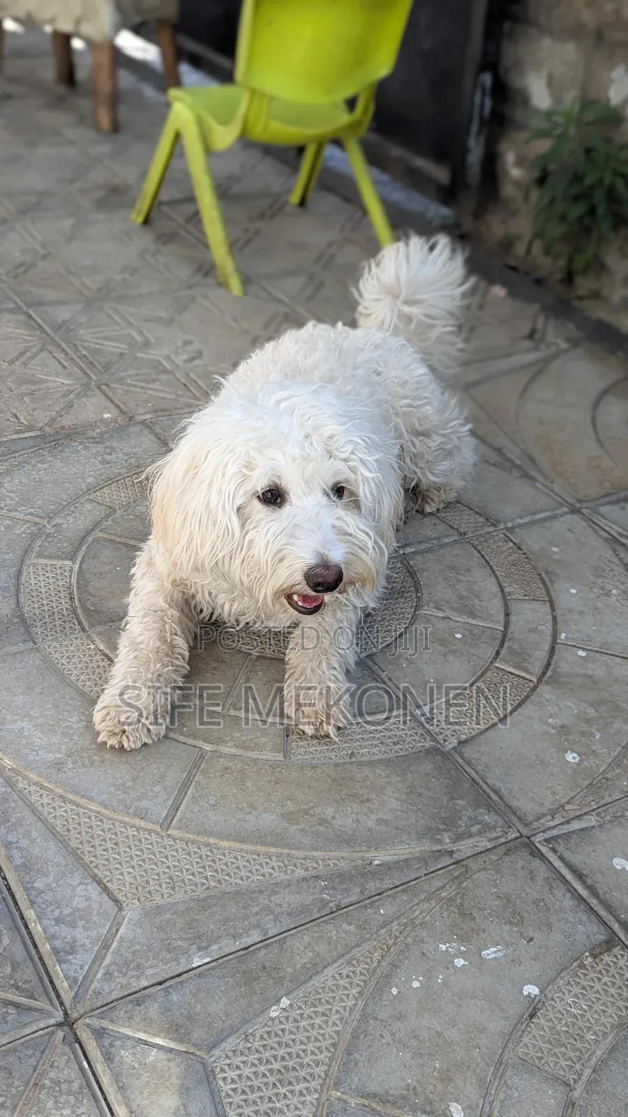 1-3 months Female Purebred Maltese