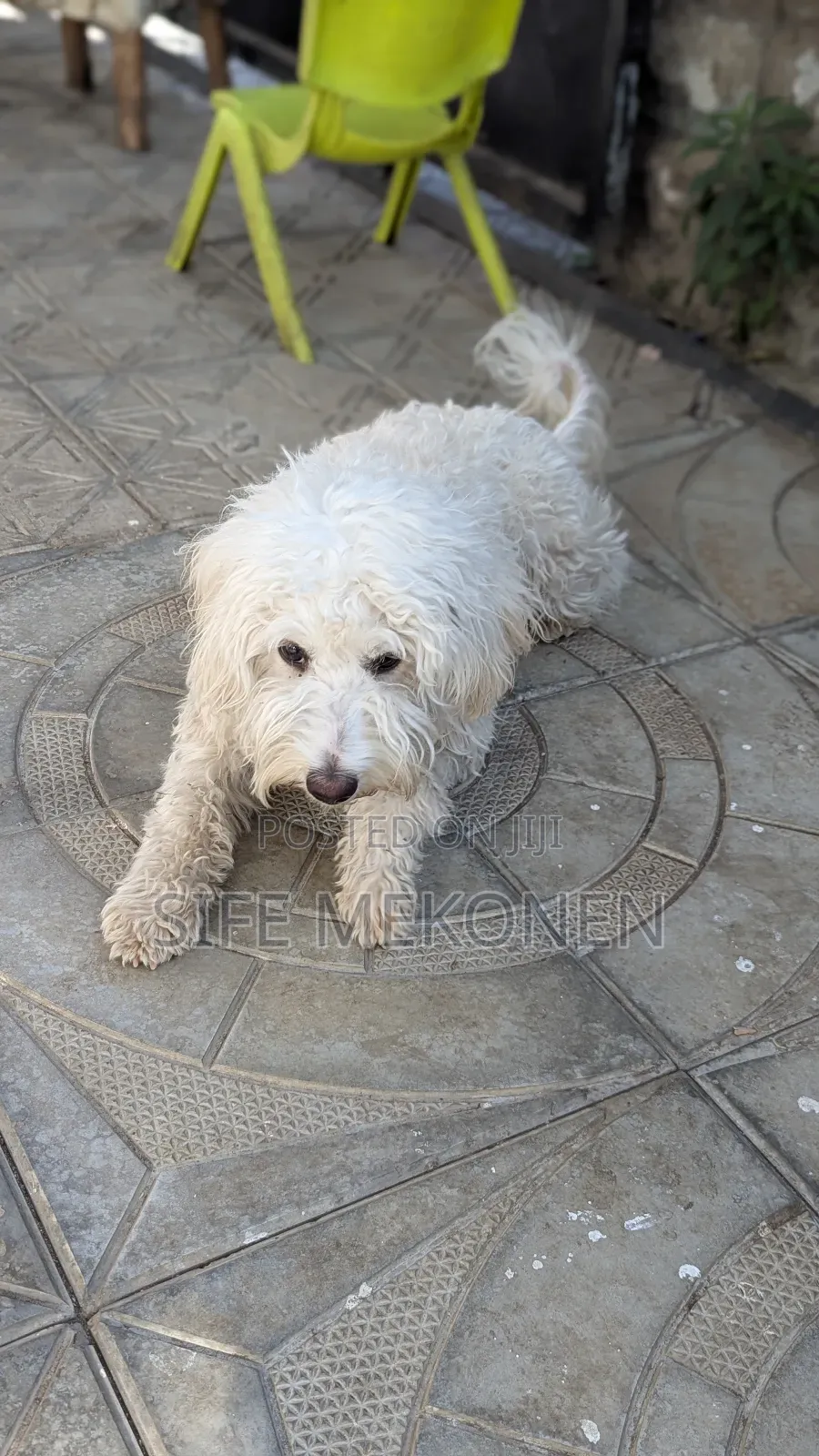 1-3 months Female Purebred Maltese