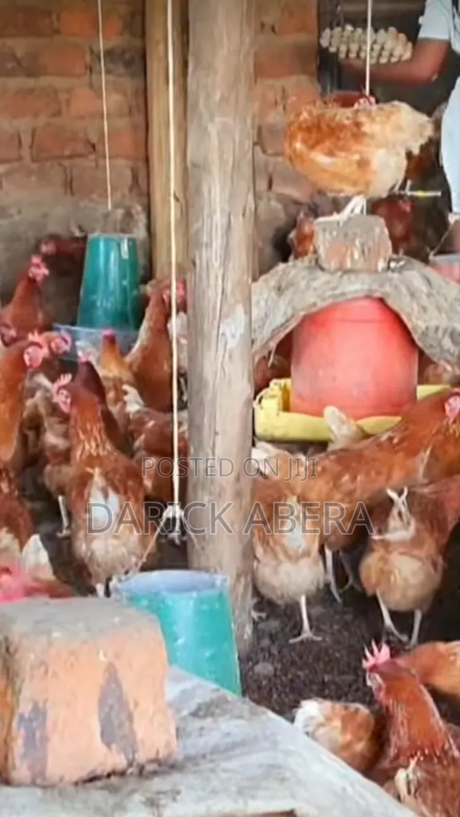 Eggs እንቁላል