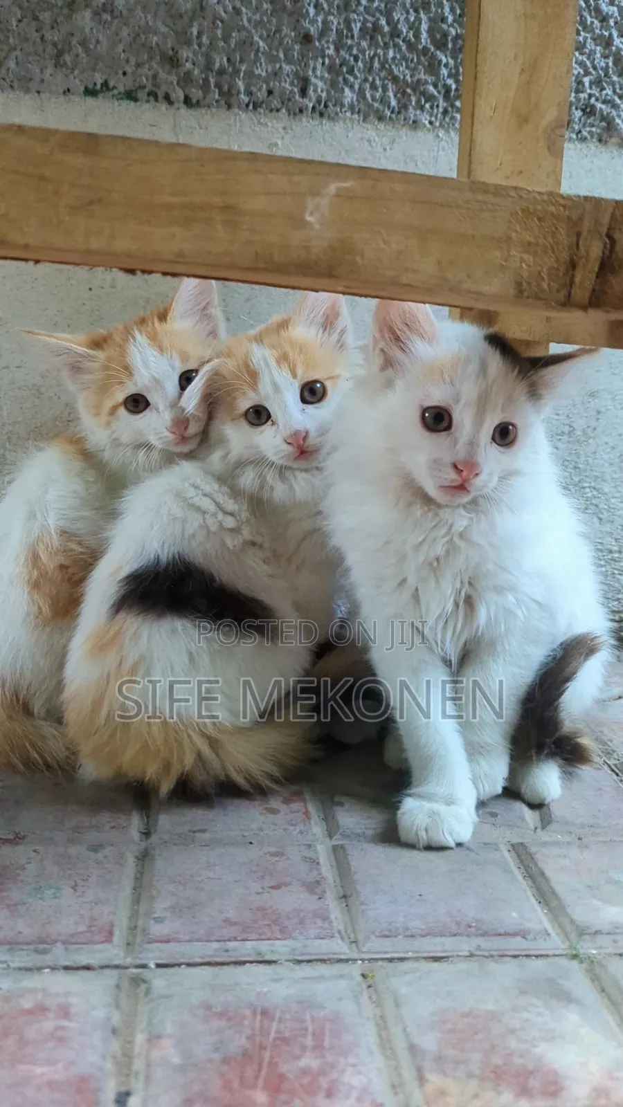 1-3 months Female Purebred Abyssinian