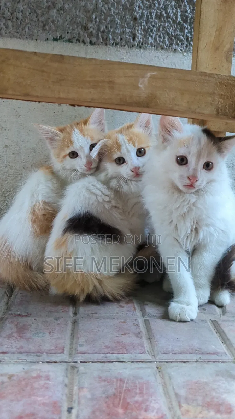 1-3 months Female Purebred Abyssinian