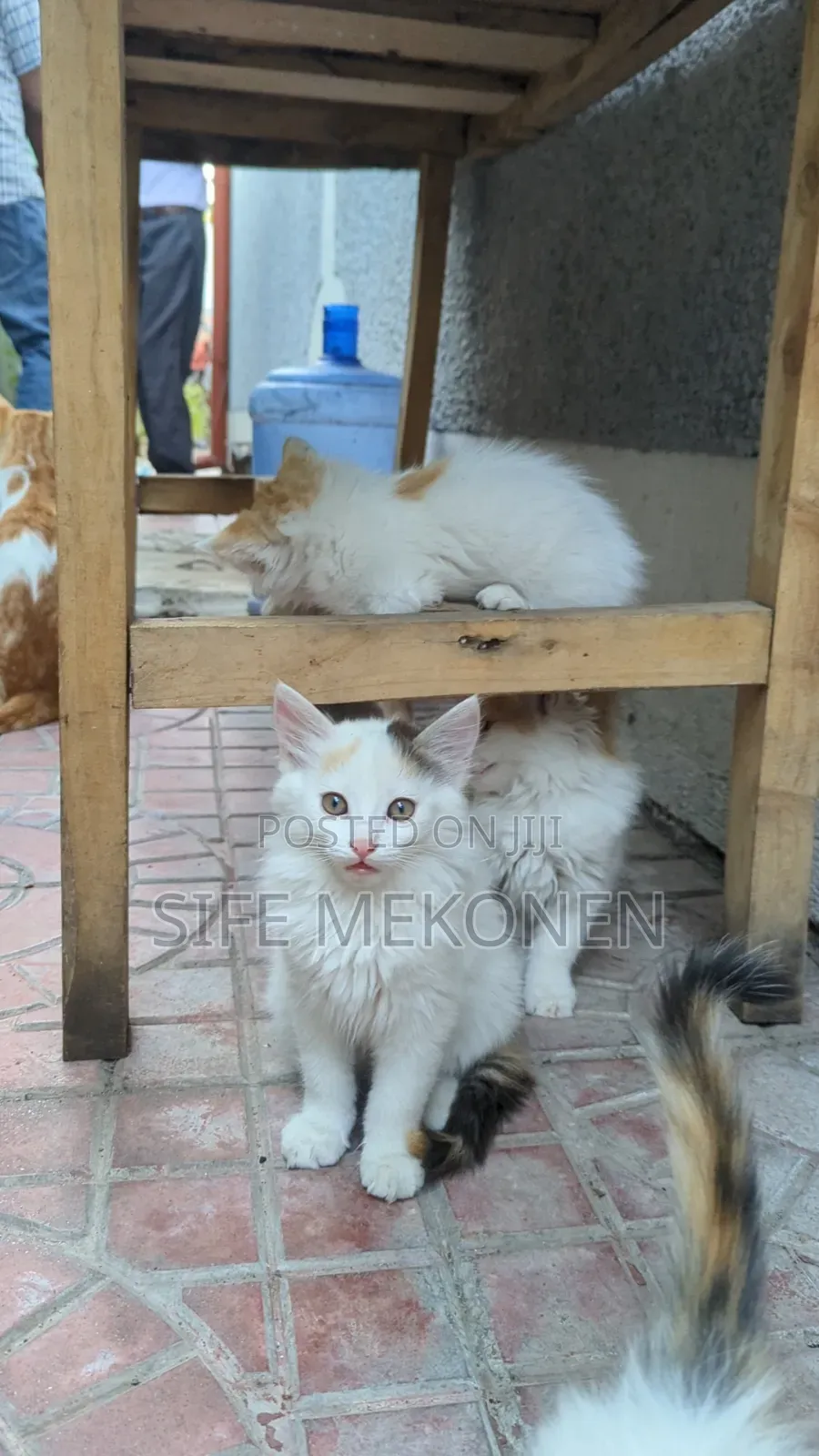 1-3 months Female Purebred Abyssinian