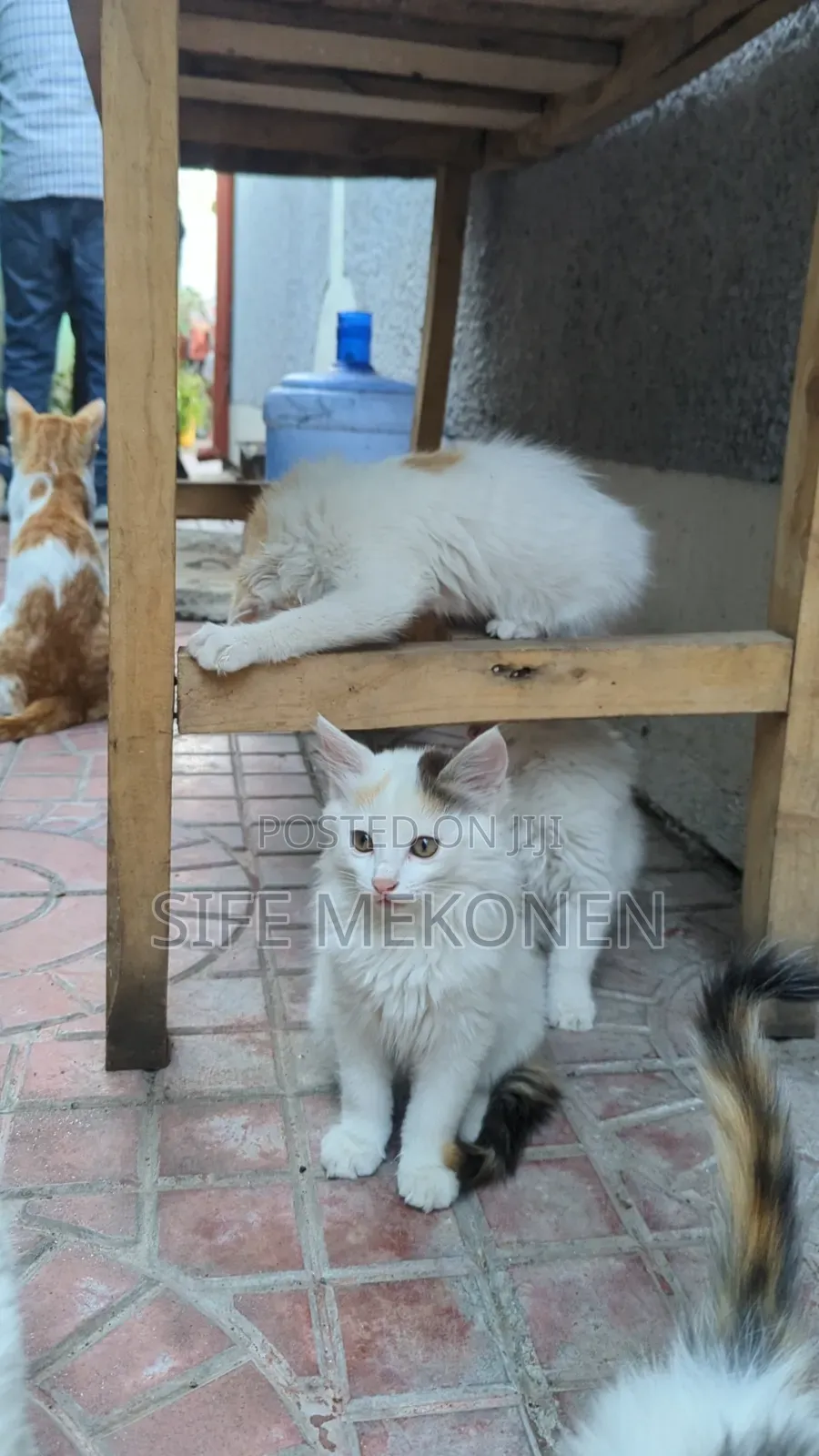 1-3 months Female Purebred Abyssinian