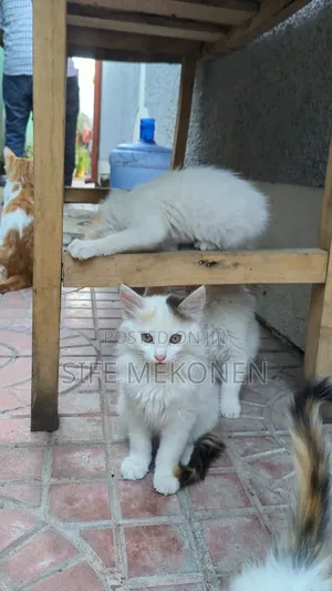 1-3 months Female Purebred Abyssinian